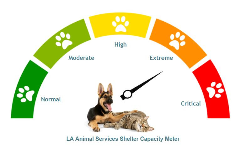 LA Animal Services is Facing a Kennel Space Crisis -- We Need Your Help to Adopt or Foster a Pet